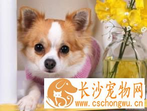 狗狗微量元素哪个牌子好 吃微量元素也是有副作用的
