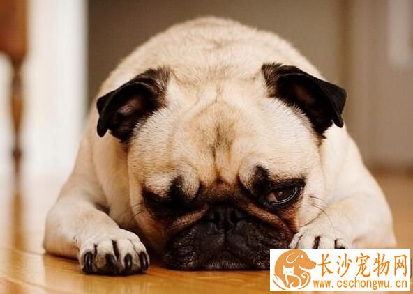 狗狗腿断了怎么办 如何判断狗狗受伤情况