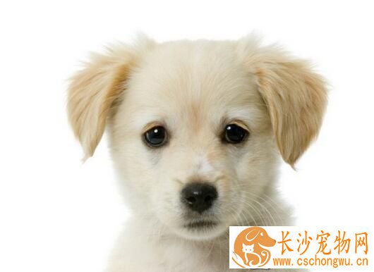 狗狗吃多了拉稀怎么办 如何判断狗狗是不是吃多了