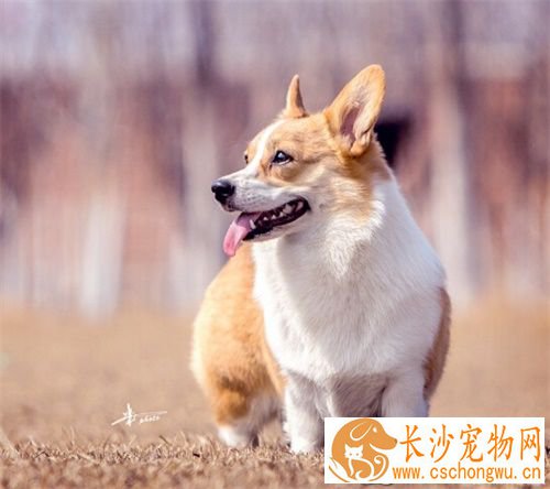公狗怎样做绝育手术 绝育年龄是多少