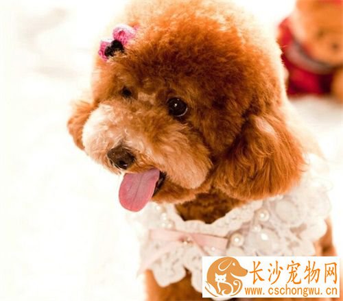 狗狗绝育手术后的护理 母狗绝育后的变化