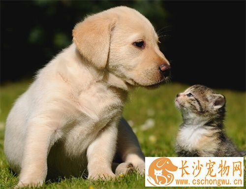 母狗多大做绝育手术 手术怎么做好吗