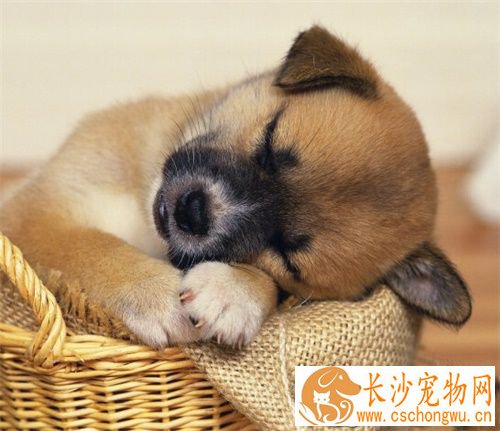 狗为什么要结扎 需要结扎吗 好处有哪些