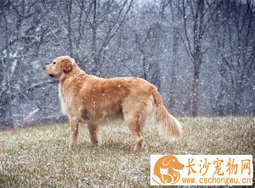 怎么给狗做绝育手术 母狗如何做绝育手术