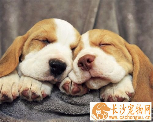 公狗做绝育手术好吗 猫狗绝育手术多少钱