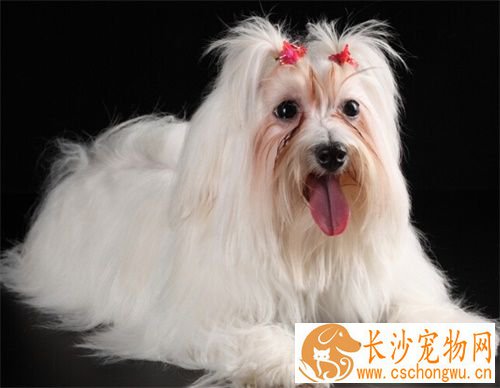 宠物狗绝育手术价格 母狗可以做绝育手术吗