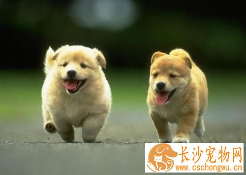狗狗嘴臭怎么办 什么原因会引起狗狗嘴臭