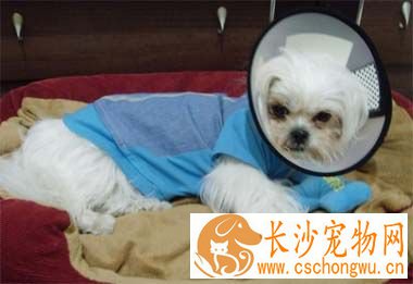 狗狗什么时候做绝育手术 绝育后注意事项及护理