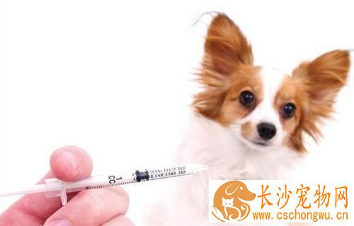 狗为什么要打疫苗 狗打狂犬疫苗的作用及反应
