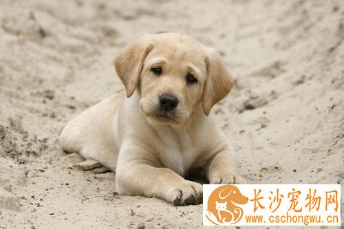 狗咬人狗会死吗 狗被其他狗咬了会怎么样