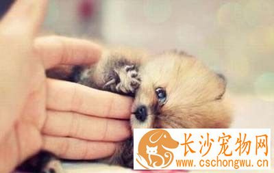 被一个月的小狗咬伤了但是没出血 上医院打疫苗