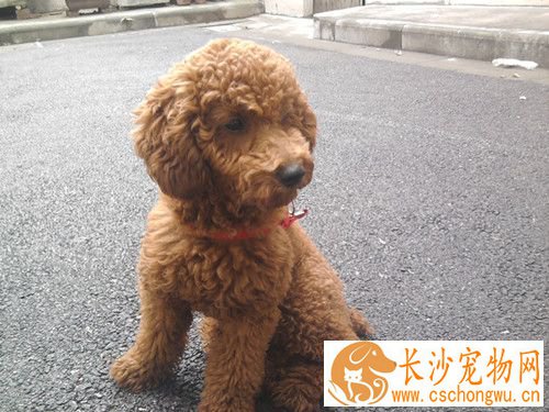 被两个月的小狗咬伤了怎么办 被狗咬后怎么处理