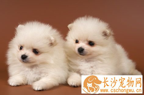 孕妇怀孕期间被小狗咬了怎么办 会怎样