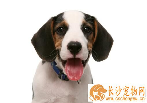 狗狗流清鼻涕怎么办 如何判断狗狗是否生病了