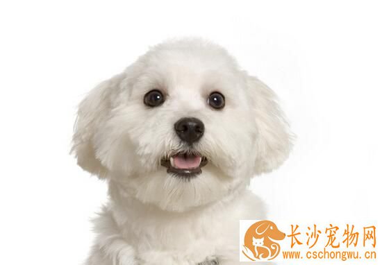 狗狗绝育的好处有哪些 狗狗绝育需要注意些什么