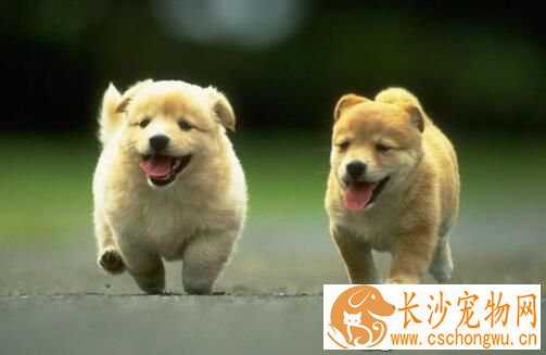 狗狗感冒吐了怎么办 狗狗感冒怎么治疗