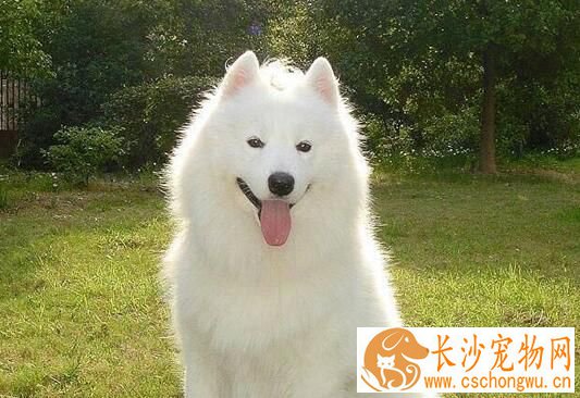 狗狗腿瘸了怎么办 一般是什么原因引起的