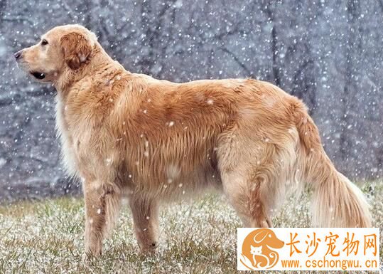 狗狗流浓鼻涕怎么办 狗狗感冒可以吃哪些药