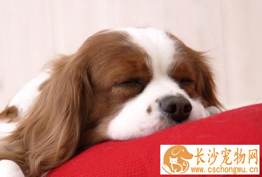 狗狗要打哪些疫苗 有哪些注意问题