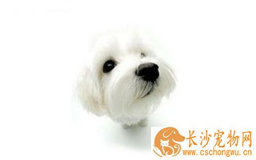 狗狗进口疫苗和国产疫苗 打疫苗后需要注意什么