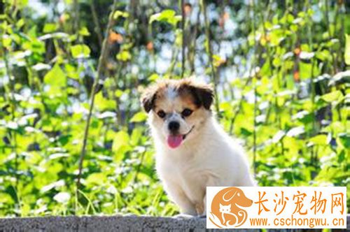 狗狗疫苗注射部位 狗狗打疫苗应该注意什么