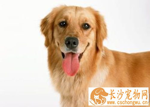 狗狗怎么打狂犬疫苗 狂犬病预防需要注意的地方