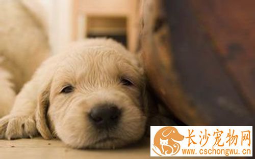 狗狗哪里打狂犬疫苗 狗不能只打一次狂犬疫苗