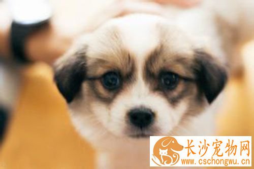 狗狗没打疫苗就洗澡了 打完疫苗后多久可以洗澡
