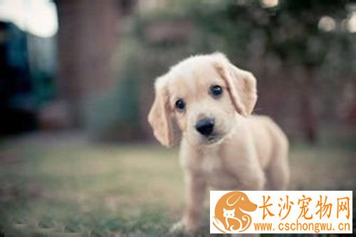 狗狗打疫苗后精神不好 狗打疫苗后发烧怎么办
