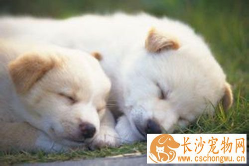 狗狗一年需要打几次疫苗 疫苗什么时间打