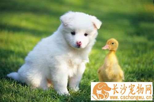 狗狗3针疫苗多少钱 狗狗多大可以打疫苗