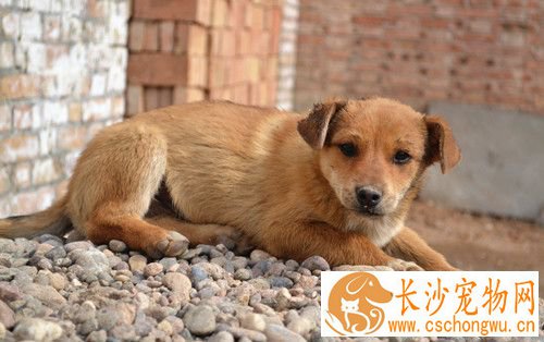 狗狗得了犬瘟热怎么办 犬瘟热需要注意事项