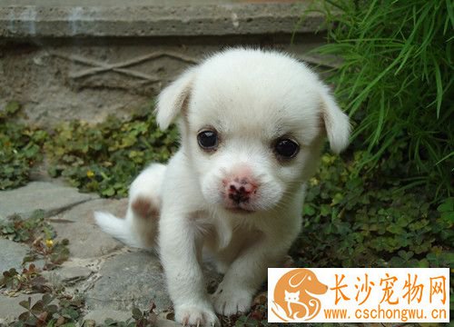 狗狗感冒流鼻涕吃什么药 狗狗流鼻涕怎么办