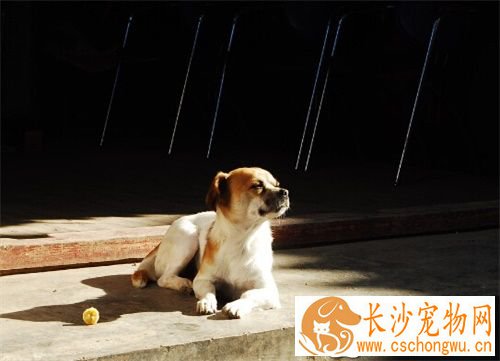 狗狗得了狗瘟怎么办 狗狗得了狗瘟临床症状