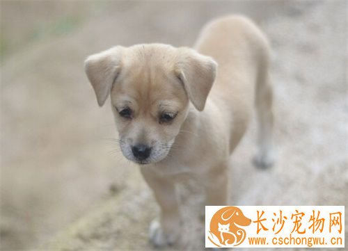 狗狗脚受伤了怎么办 狗脚受伤了紧急处理办法