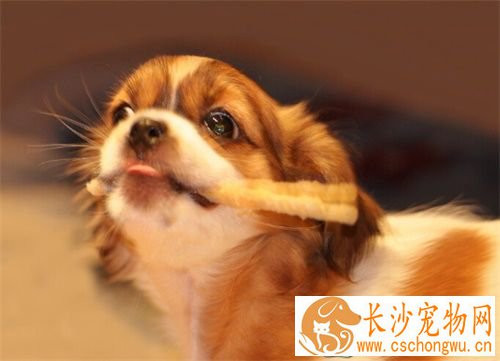狗狗很瘦怎么办 如何合理控制狗狗的饮食