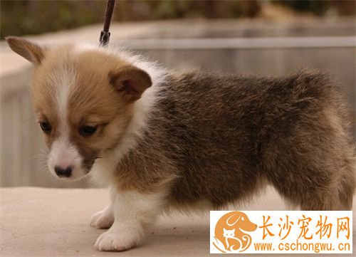 小狗皮肤病用什么药 八招远离狗皮肤病