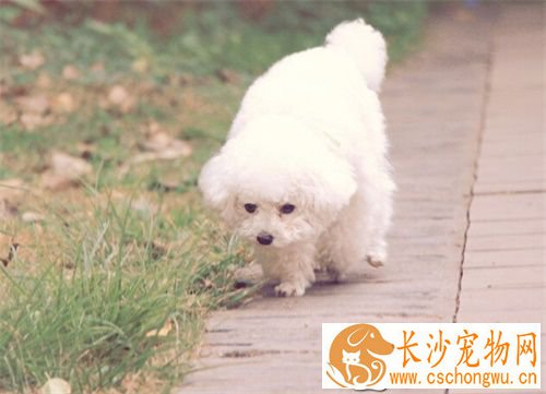 狗狗太胖了怎么办 减少狗狗碳水化合物的摄入