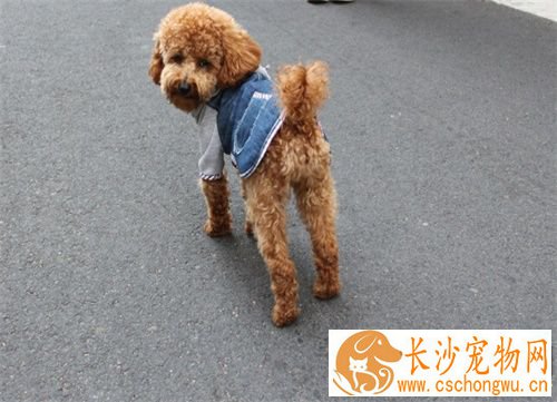 狗细小病毒传染人吗 细小病毒不会传染给人的