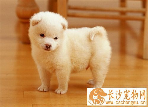 狗皮肤病打什么针 狗皮肤病应及时看医生