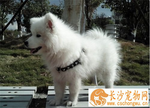 狗狗做绝育手术好吗 给狗狗绝育的四大好处