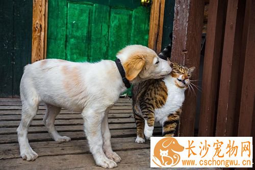狗怀孕了有什么症状 多少天能看出怀孕