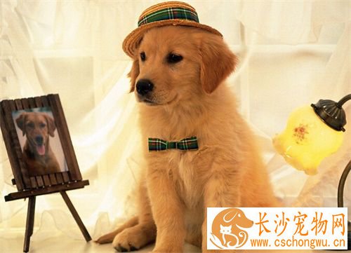狗狗剖腹产要多少钱 狗狗要生产前的症状