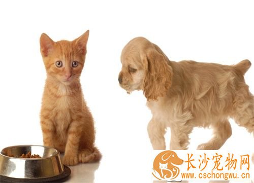 狗狗咳嗽的原因 怎么预防狗狗的咳嗽