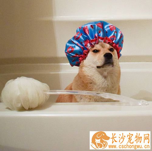 狗怀孕了能洗澡吗 要注意什么狗怀孕