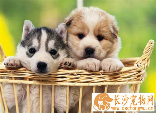 狗狗咳嗽有痰怎么办 狗狗咳嗽的原因