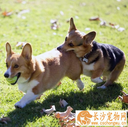 狗一般怀孕几个月 一个月的症状几个月下崽