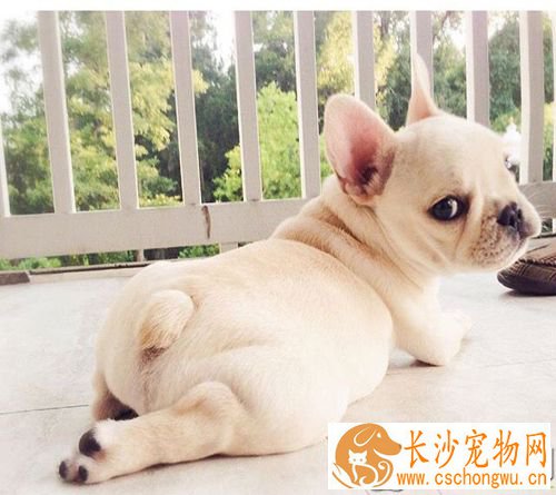 怎么看如何知道狗有没有怀孕 断狗是否怀孕的依据