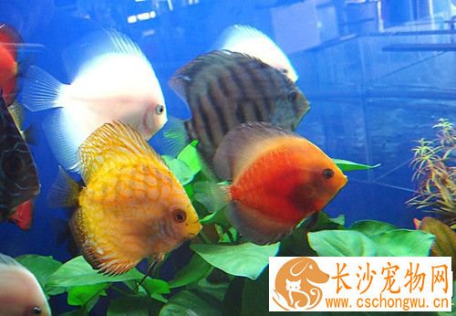 热带鱼消化不良怎么办 热带鱼消化不良注意事项