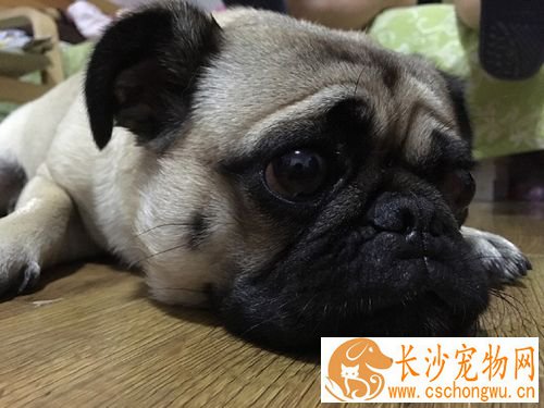 狗什么时候可以怀孕 狗交配几次会怀孕